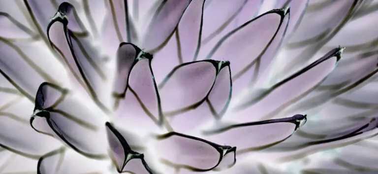 AllSfär Abstract Leaf - Presentation Media