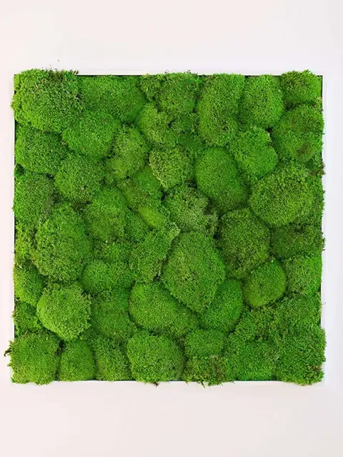 Greenmood Moss Frames - Presentation Media