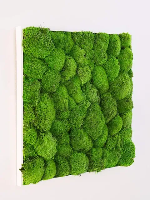 Greenmood Moss Frames - Presentation Media