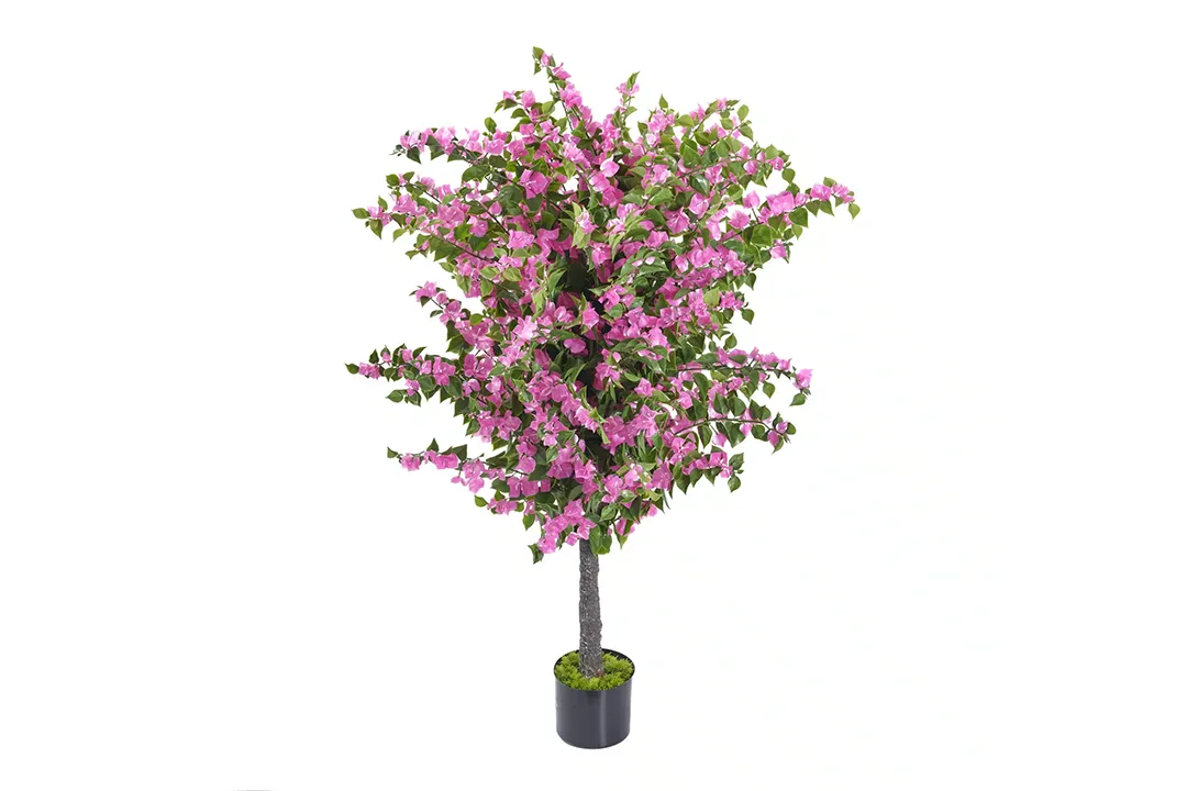 Vistafolia Amalfi Bloom Bougainvillea - Presentation Media