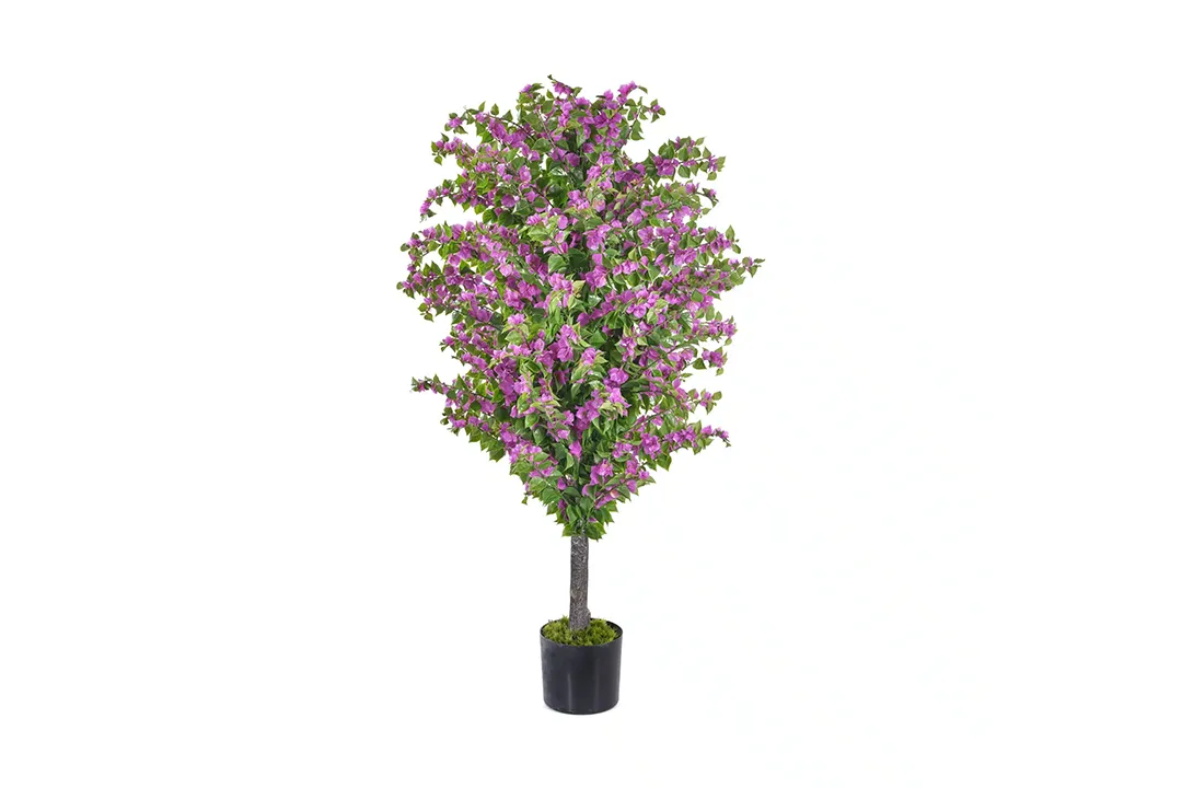 Vistafolia Amalfi Bloom Bougainvillea - Presentation Media