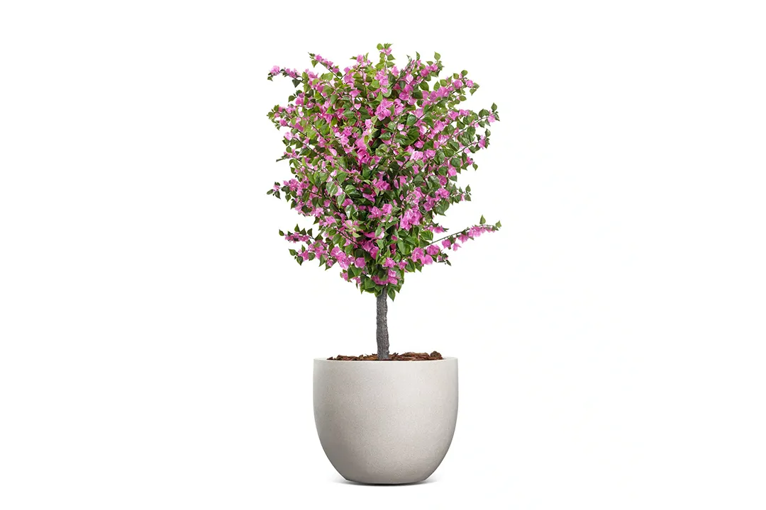 Vistafolia Amalfi Bloom Bougainvillea - Presentation Media
