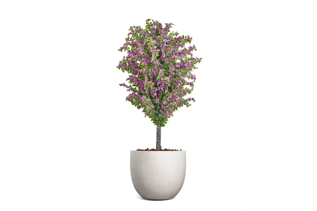 Vistafolia Amalfi Bloom Bougainvillea - Presentation Media