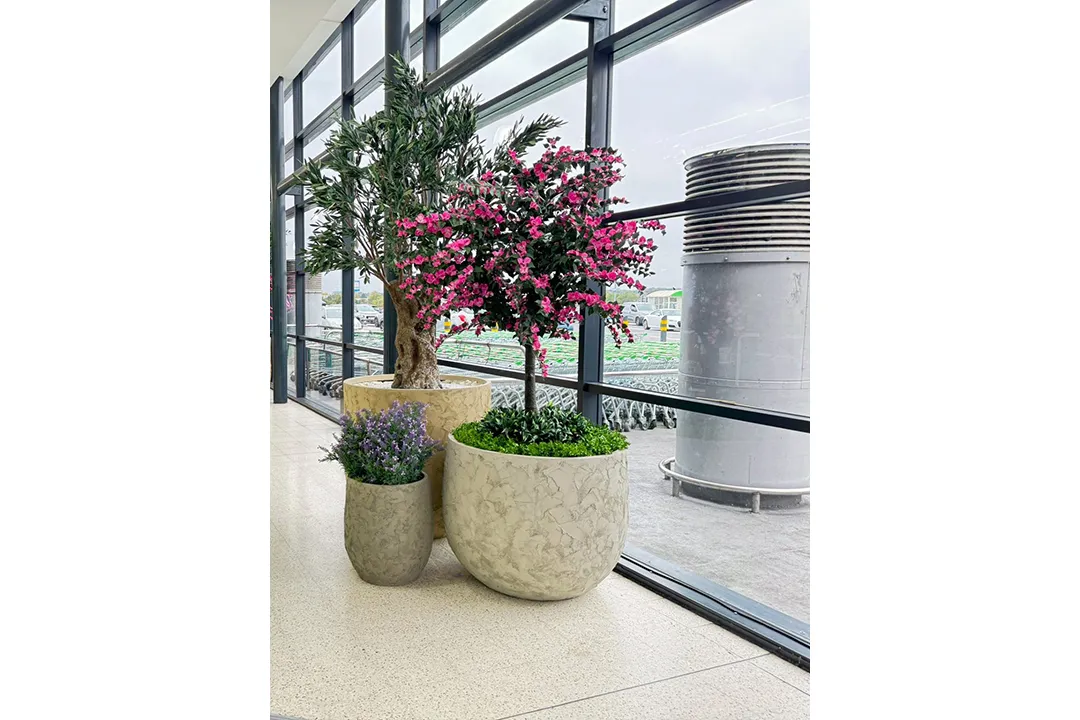 Vistafolia Amalfi Bloom Bougainvillea - Presentation Media