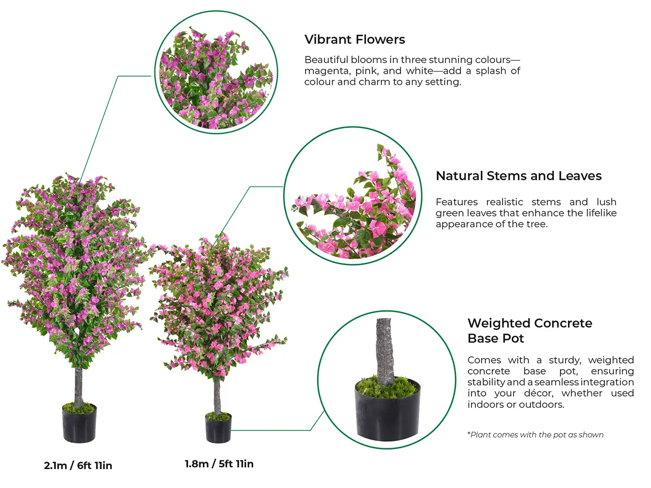 Vistafolia Amalfi Bloom Bougainvillea - Presentation Media