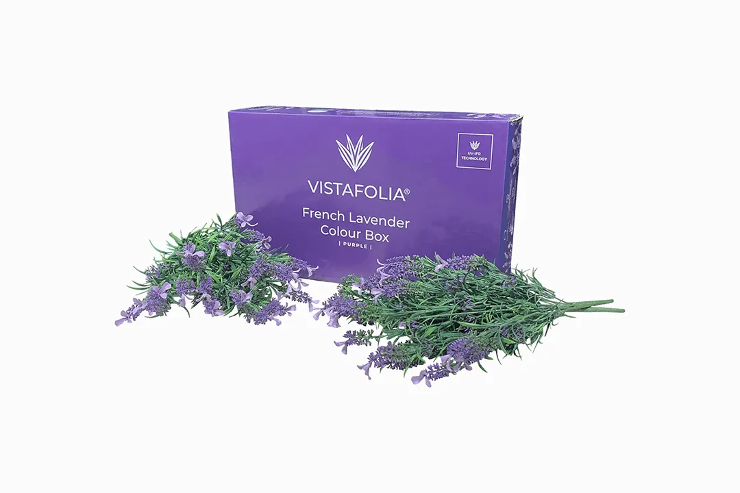 Vistafolia Purple French Lavender Colour Box - Presentation Media