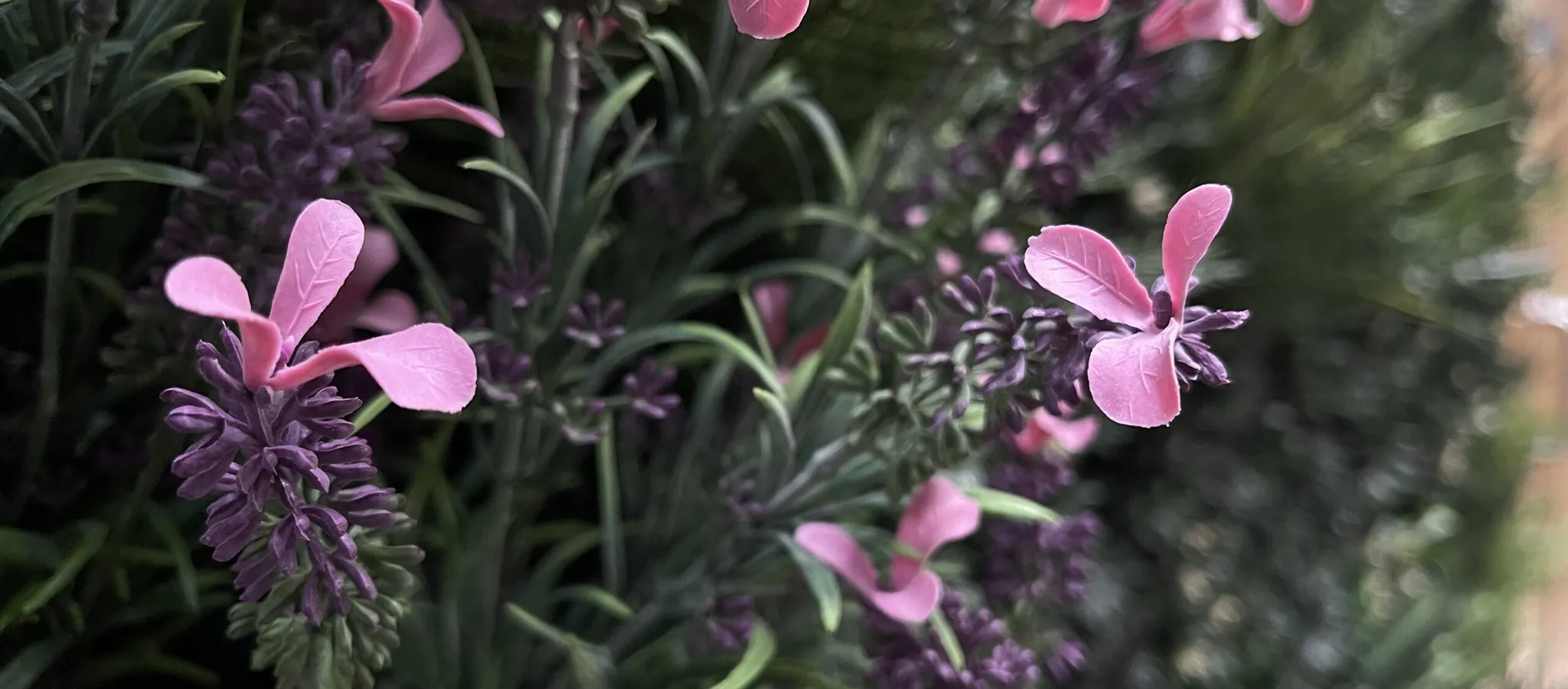 Vistafolia Pink French Lavender Colour Box - Presentation Media