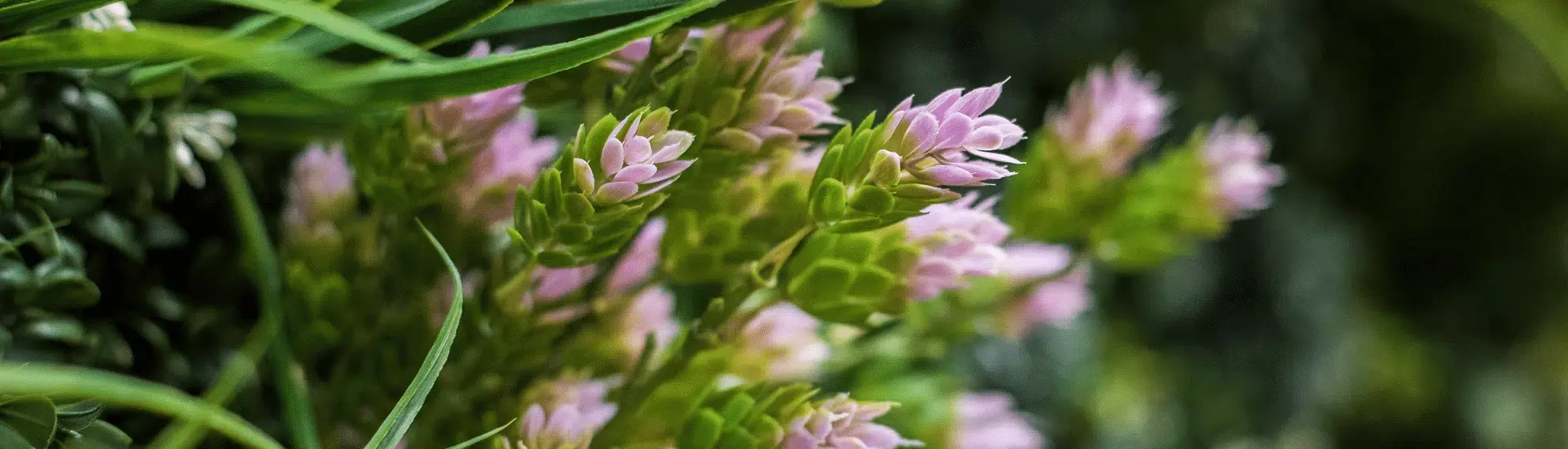 Vistafolia Spring Pink Colour Box - Presentation Media