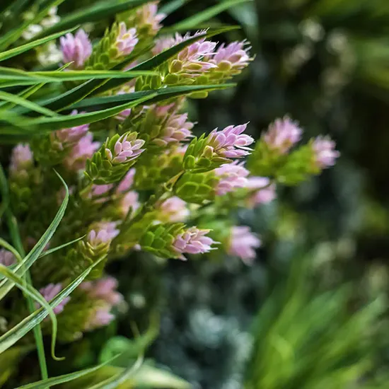 Vistafolia Spring Pink Colour Box - Presentation Media