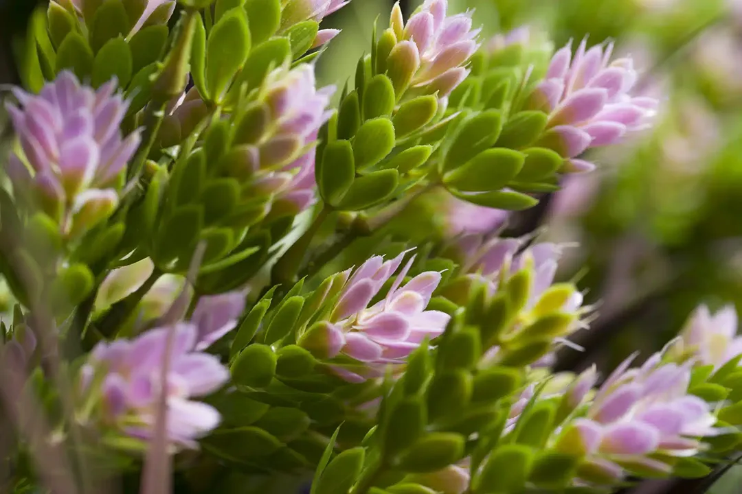 Vistafolia Spring Pink Colour Box - Presentation Media