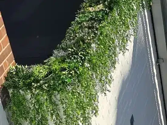 Vistafolia Extendable Artificial Trailing Plants - Presentation Media
