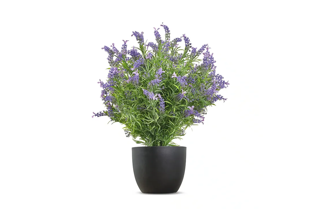 Vistafolia French Lavender Bush - Presentation Media