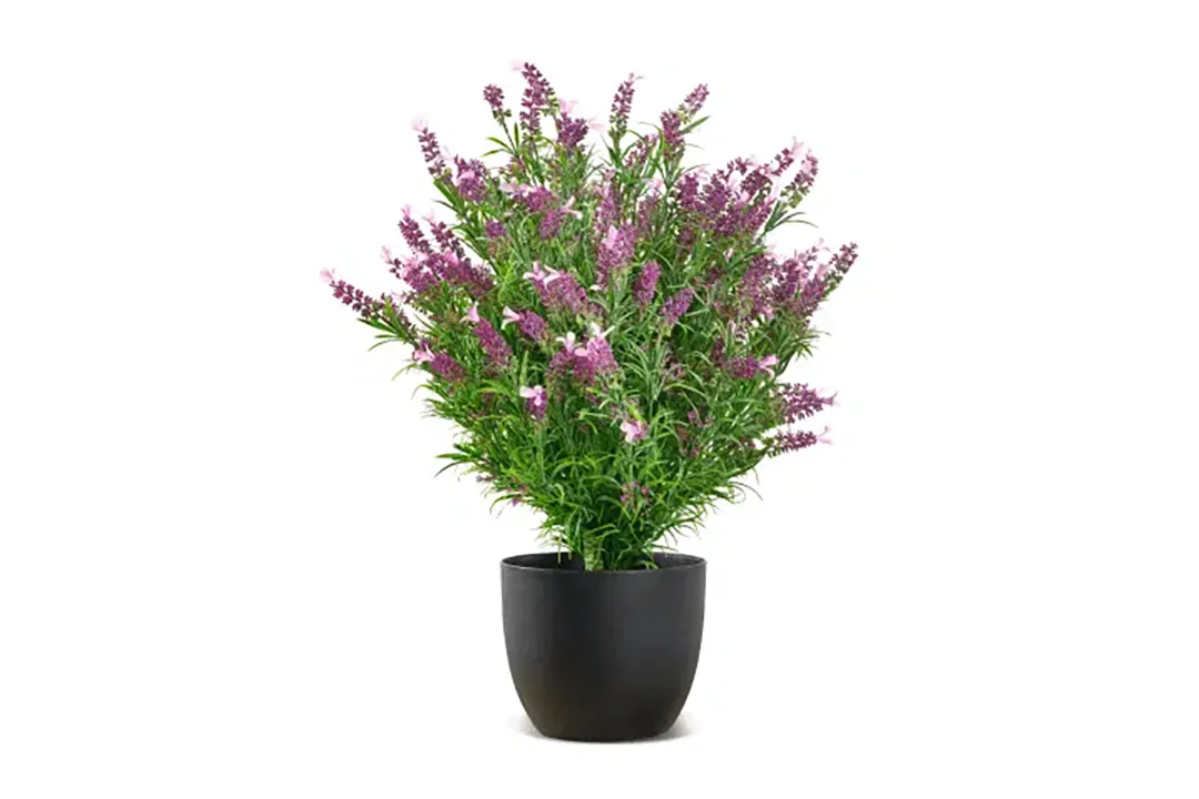 Vistafolia French Lavender Bush - Presentation Media