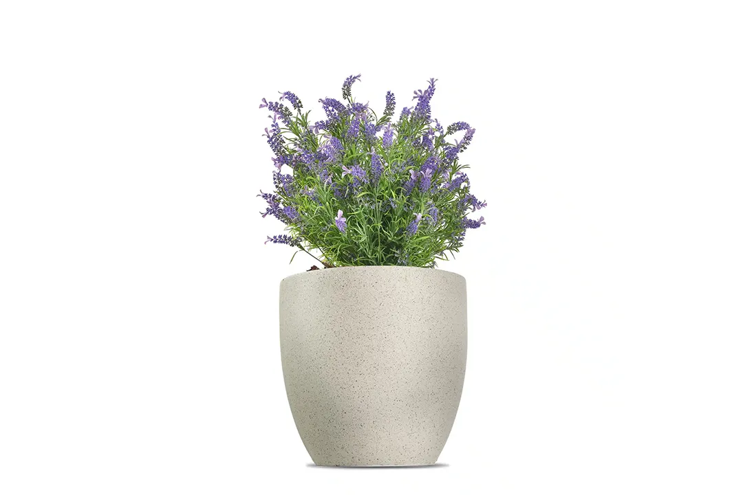 Vistafolia French Lavender Bush - Presentation Media