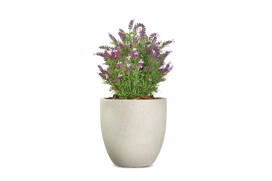 Vistafolia French Lavender Bush - Presentation Media