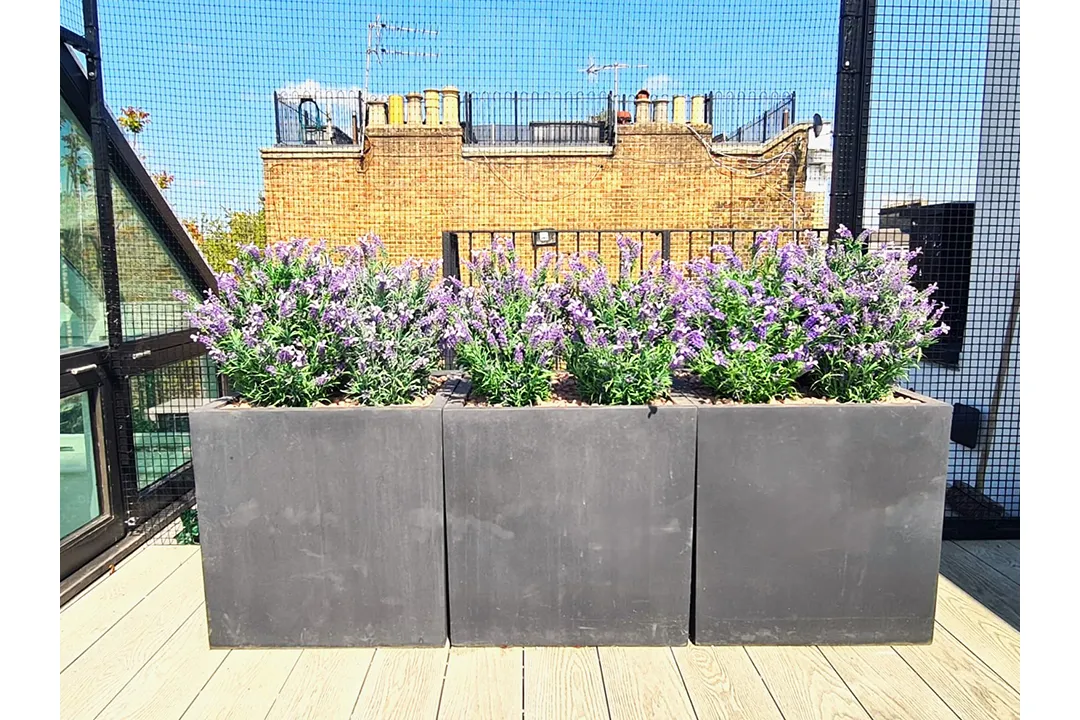Vistafolia French Lavender Bush - Presentation Media