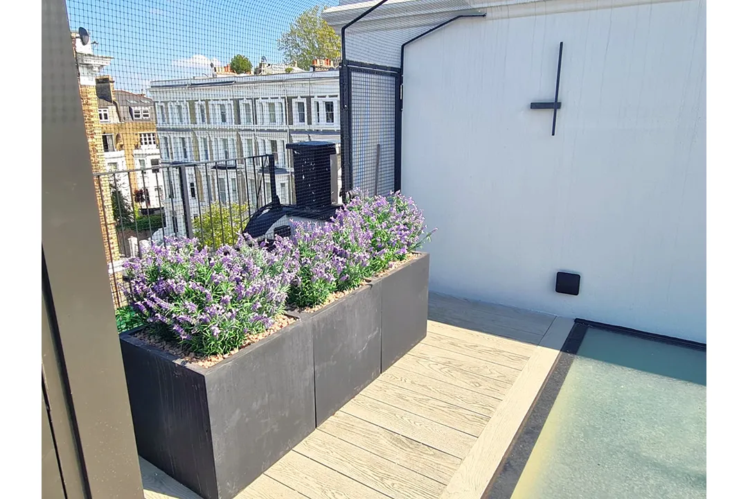 Vistafolia French Lavender Bush - Presentation Media