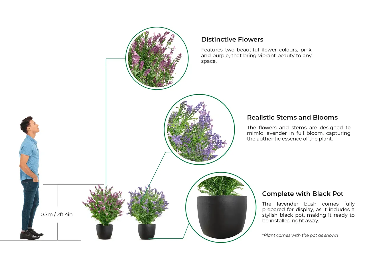 Vistafolia French Lavender Bush - Presentation Media