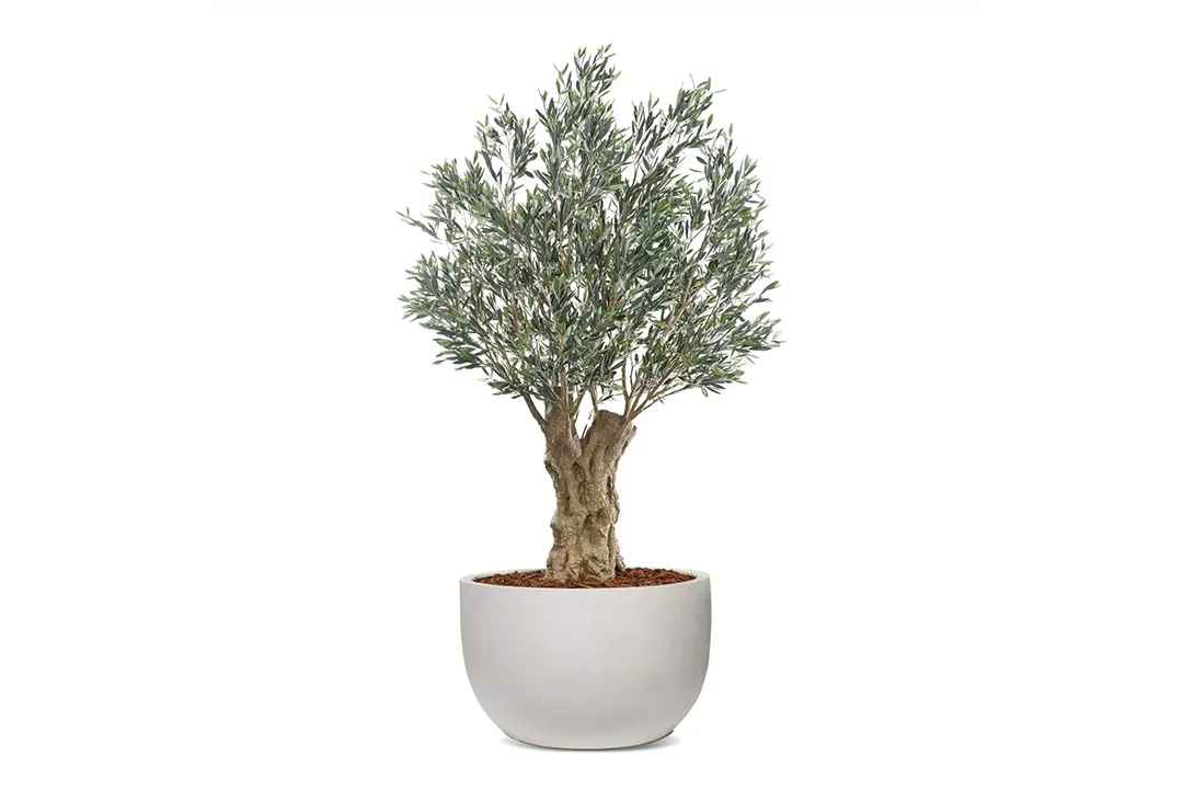 Vistafolia Olea Bella Mature Artificial Olive Tree - Presentation Media