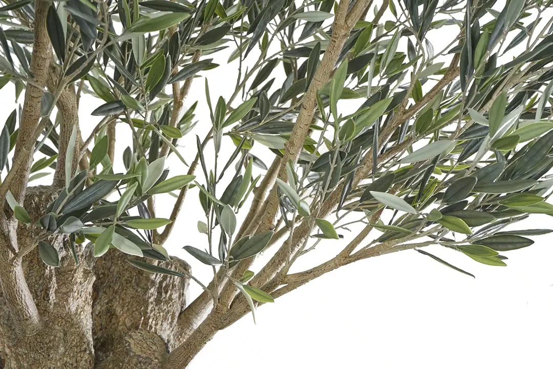 Vistafolia Olea Bella Mature Artificial Olive Tree - Presentation Media